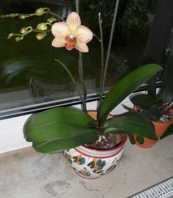 SDC13528_Bildgröße ändern.jpg