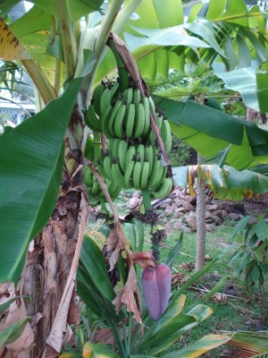 Musa_Blüte_Früchte.JPG