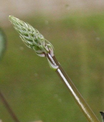 Gasteria_von_Canica_Bluetenstand_20_05_2010 - 1.jpg