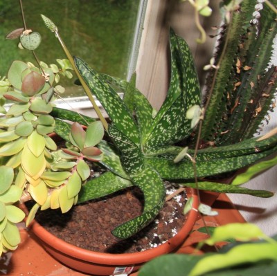 Gasteria_von_Canica_20_05_2010 - 1.jpg