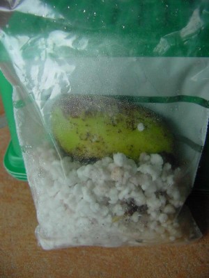 Mango im Keimbeutel.jpg