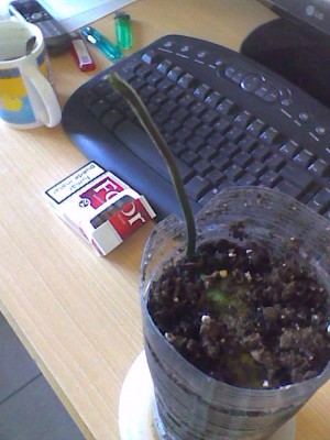 Imagen009.jpg