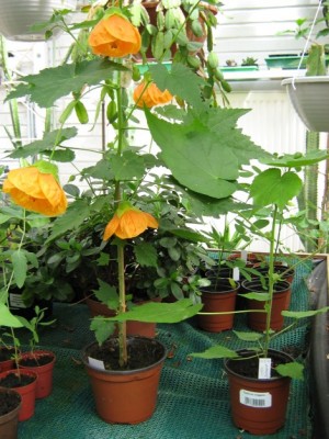 IMG_1722 Abutilon.jpg