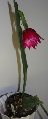 Epicactus_Falling_in_love_19_05_2010 - 9.jpg