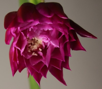 Epicactus_Falling_in_love_19_05_2010 - 1.jpg