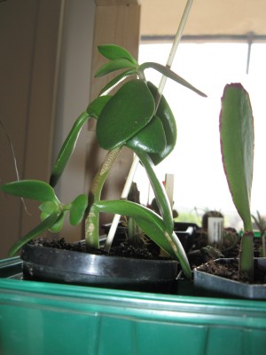 Crassula ovata.JPG