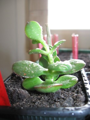 Crassula cv. minor.JPG