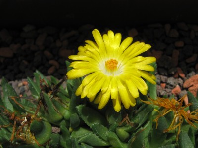 Delosperma.JPG