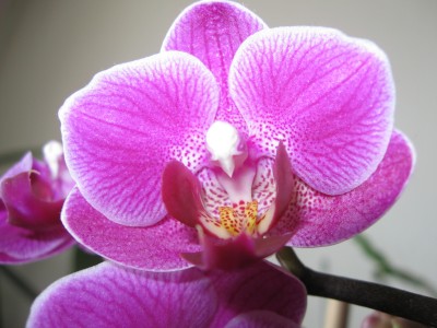 Phal B.jpg