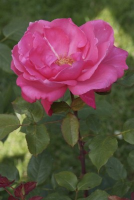 2101-wilde-triebe-rosen.jpg