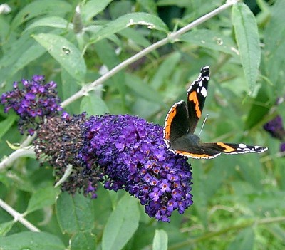 Admiral, Vanessa atalanta..JPG