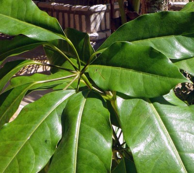 schefflera1.jpg