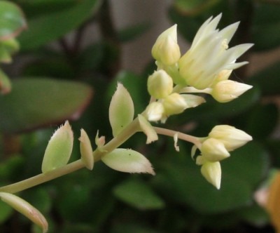 Aeonium_Bluete_21_05_2010 -3.jpg