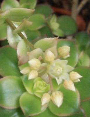 Aeonium_Bluete_21_05_2010 -2.jpg