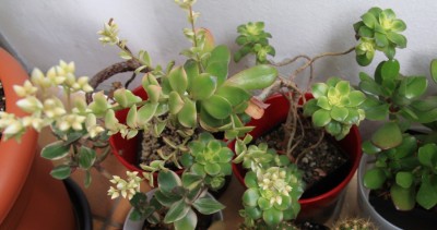 Aeonium_Bluete_21_05_2010 -4.jpg