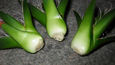 agave2.jpg