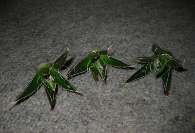 agave1.jpg