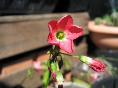 Oxalis deppei.jpg