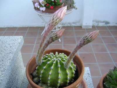 DSC04547.jpg
