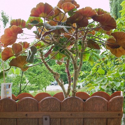 Geranienbäumchen1.jpg