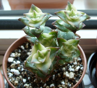 Crassula  .JPG