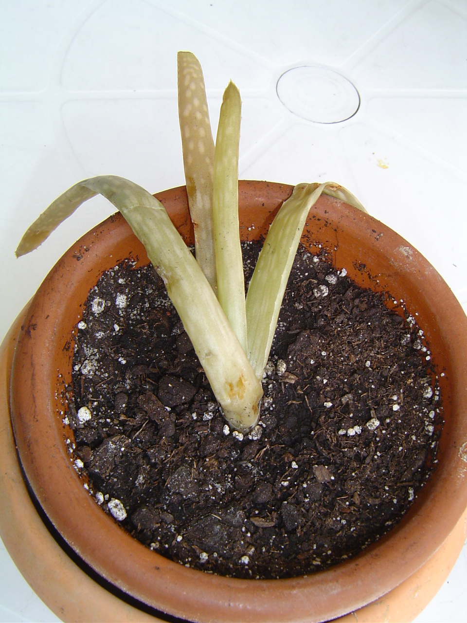 aloe vera saft als dünger Darmkur FLORA VIDA & Aloe Saft – WILD BABOON main image 1