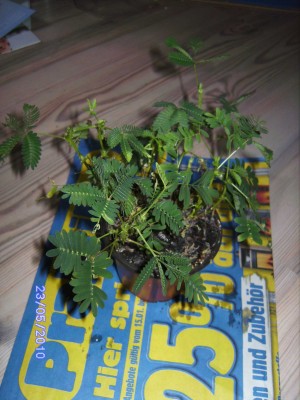 mimose 2305.JPG