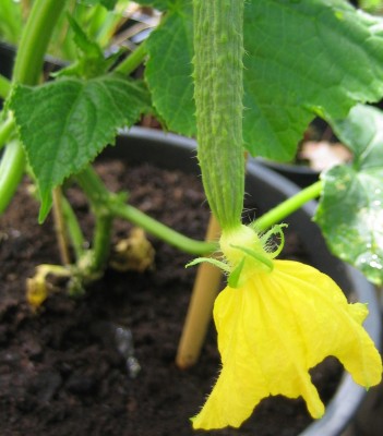 20100523_0001.JPG