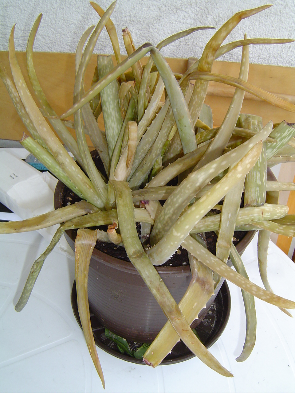 Aloe wirklich noch zu retten? · Pflanzenkrankheiten & Schädlinge · GREEN24  Pflanzen & Garten Forum