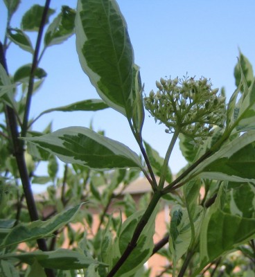 20100523_0001_9.JPG