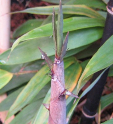 20100523_0001_5.JPG