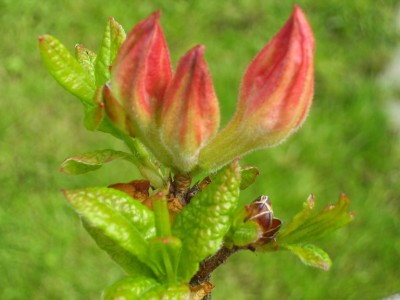 Rhododendron.jpg