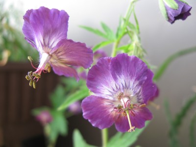 Geranium.jpg