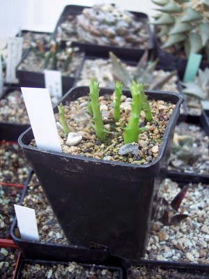 100_3525.JPG