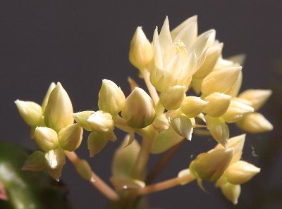 Aeonium_Sunburst_23_05_2010 - 1.jpg