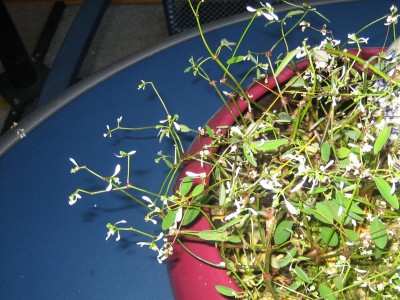 blume1.JPG