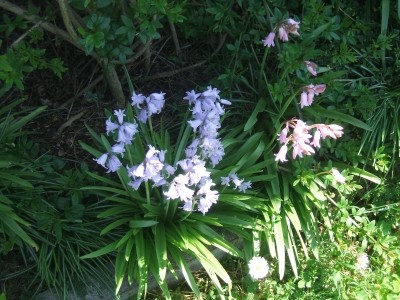 glockenblume03a.jpg