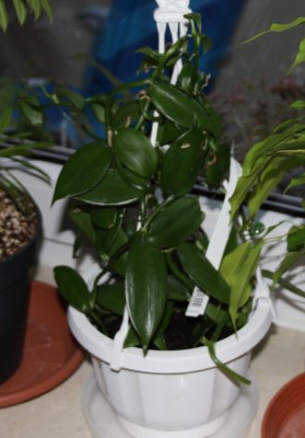 Vanille - 24.09.2009.jpg