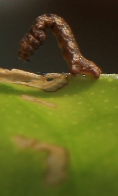 Raupe_auf_Zitrusbaum_3.jpg