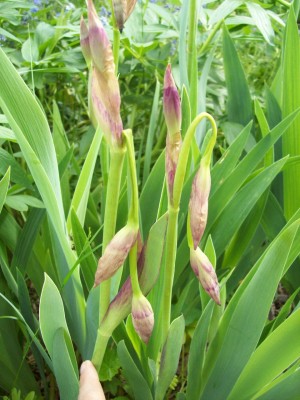 Iris.jpg