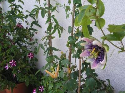P1011878.JPG