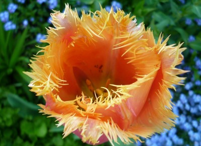 Fransentulpe aprico.JPG