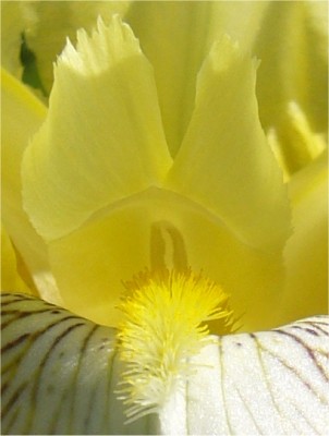 Iris_Close.jpg
