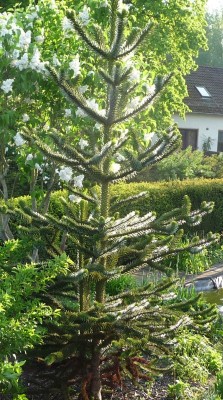 Baum.jpg