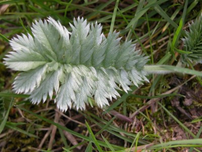 Resize of DSCN0610.JPG