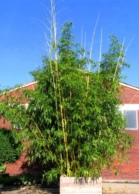 1306 P vivax Aureoc mit neuen Rohren1 06_07.jpg