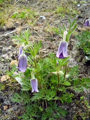 Pulsatilla turczaninovii (3).JPG