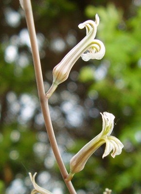 Haworthia scabra (2).JPG