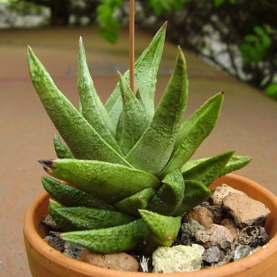 Haworthia scabra.JPG