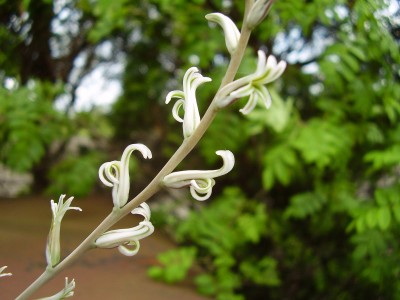 Haworthia pygmaea (3).JPG